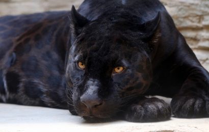 20 Amazing Panther Facts You Probably Never Knew 