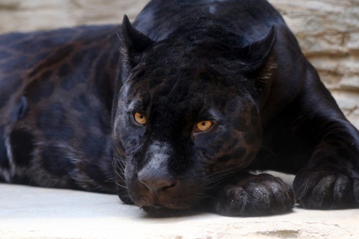 20 Amazing Panther Facts You Probably Never Knew 