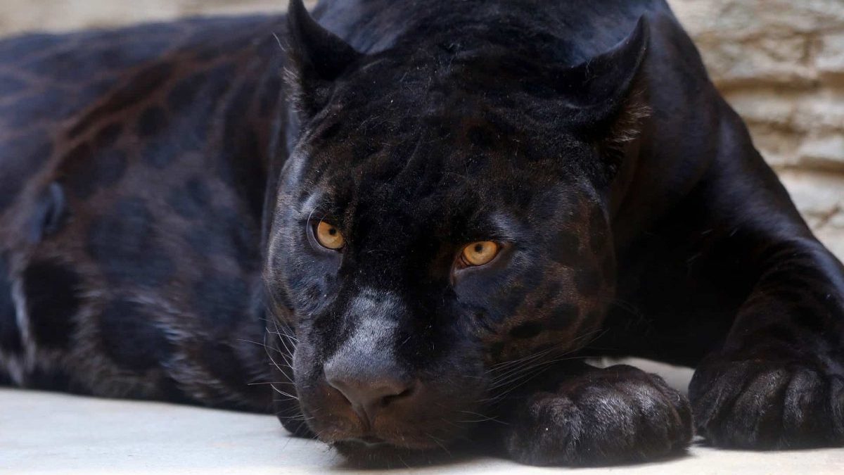 20 Amazing Panther Facts You Probably Never Knew Facts Net