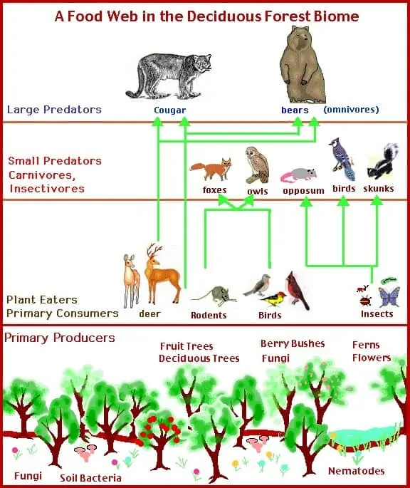 temperate deciduous forest biome animals