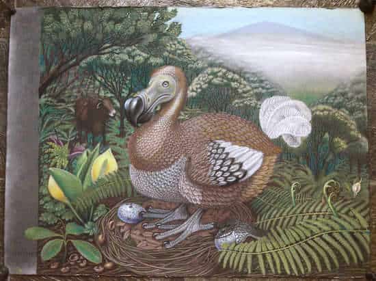 last dodo bird killed at zoo