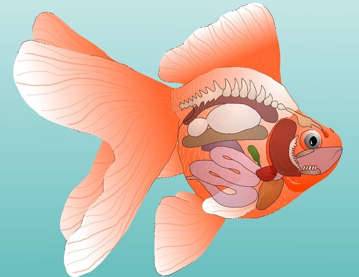 Goldfish, facts and photos