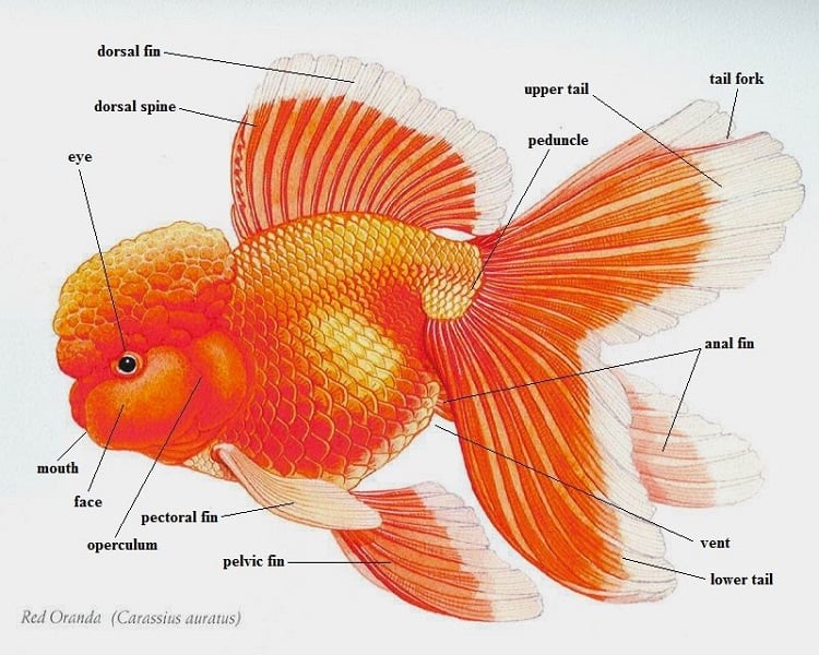 Goldfish, facts and photos