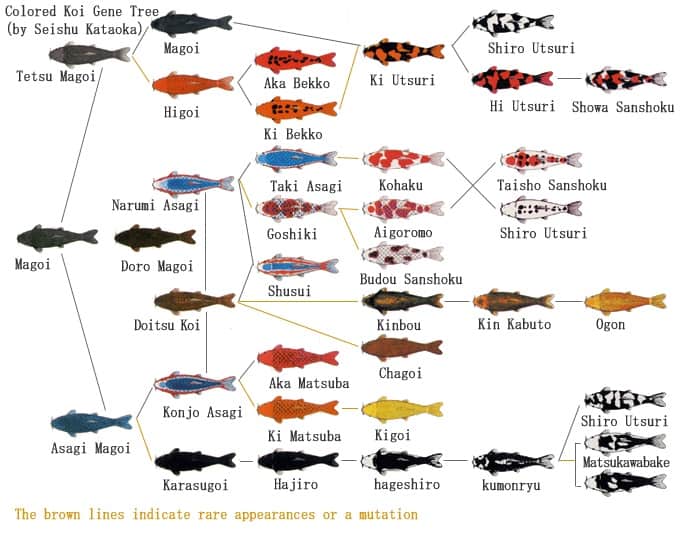 Goldfish Types Chart