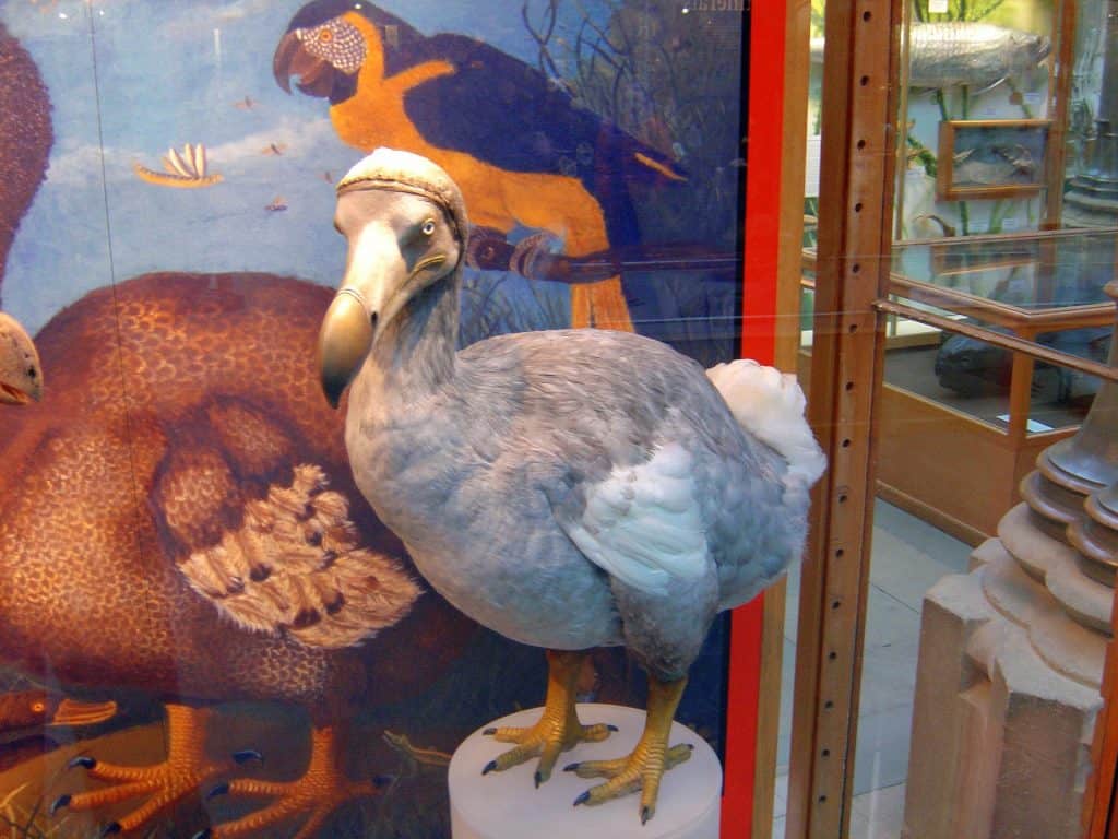 alive dodo