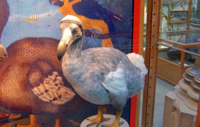 Dodo Bird Facts Habitat Diet Extinction  More 