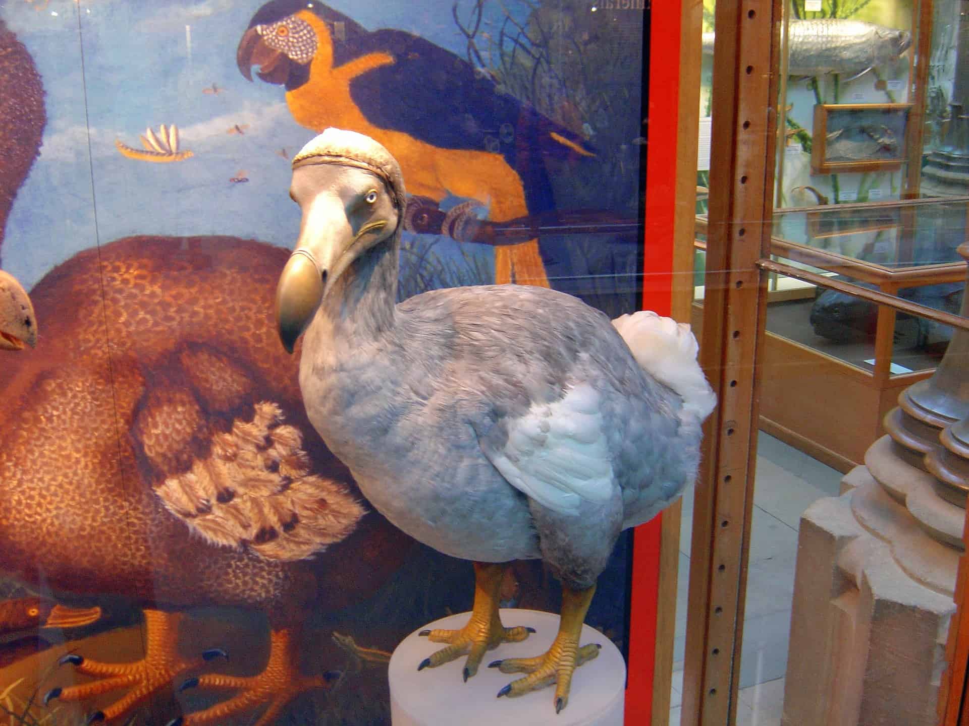 fun facts about dodo birds