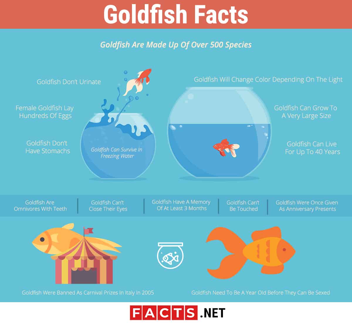 Goldfish, facts and photos