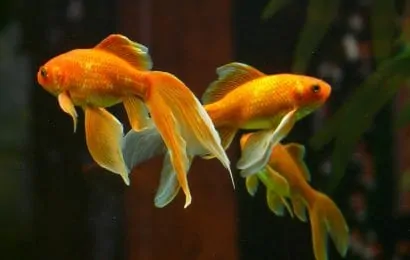 Top 15 Goldfish Facts  Types Diet Lifespan  More 