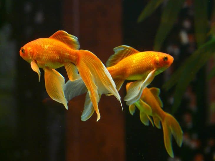goldfish facts