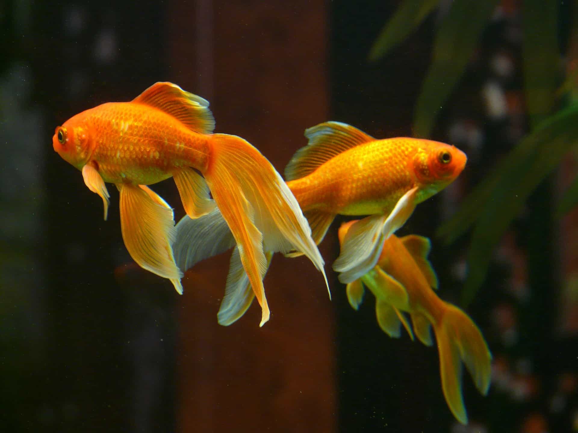 Top 15 Goldfish Facts - Types, Diet, Lifespan & More 