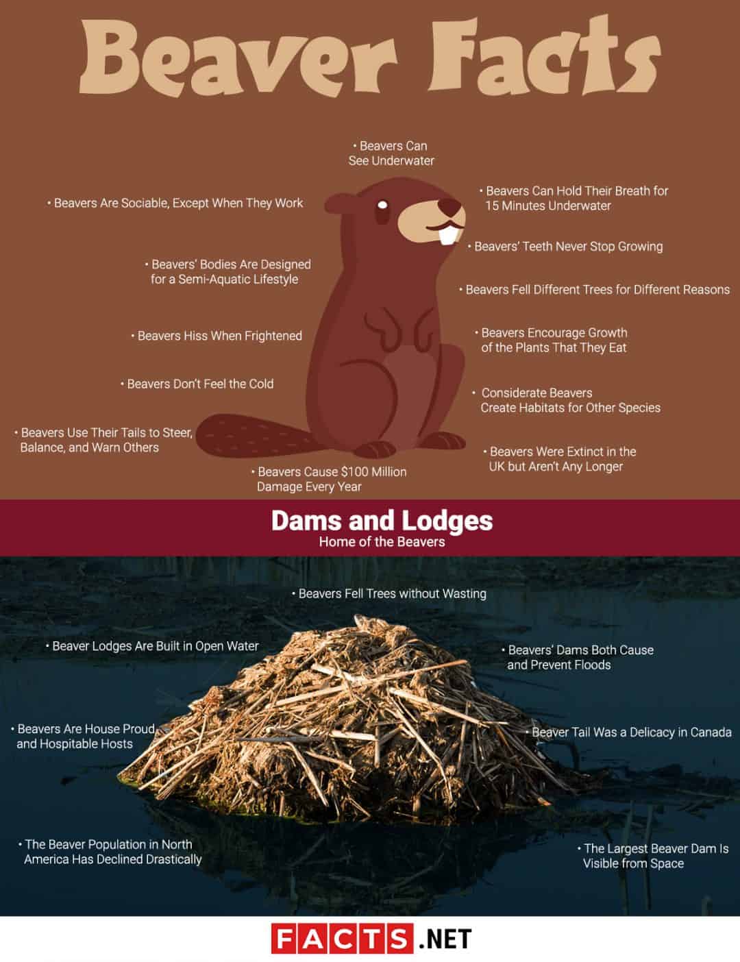 20 Facts About Beavers Behaviors Habitat Senses And More 