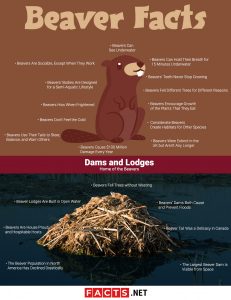 20 Facts about Beavers - Behaviors, Habitat, Senses & More | Facts.net