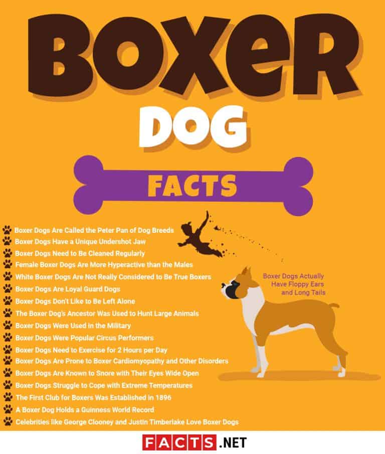boxer dogs information