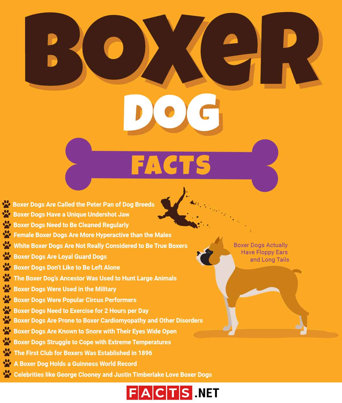 18 Facts about Boxer Dogs - Anatomy 