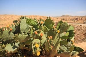 Kaktusy v Poušti Sahara