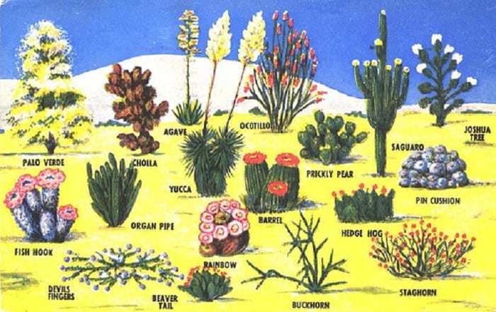typer af ørkenplanter