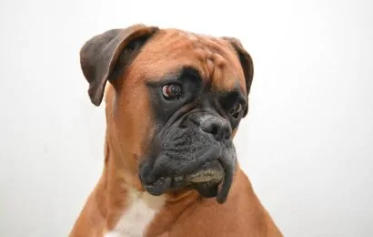 Boxer Dog Facts Anatomy Ancestry Nature  More 