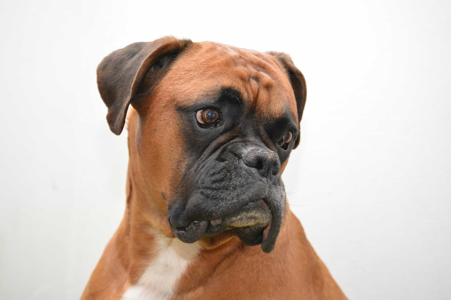 facts about boxer dog breed