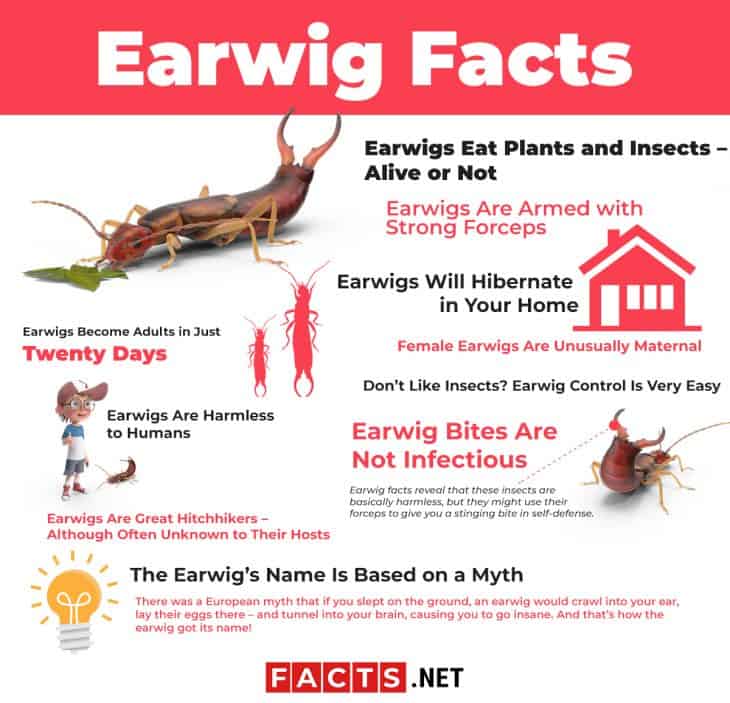 Top 10 Facts About Earwig Diet Lifespan Habitat More Facts Net   Earwig Facts 730x703 