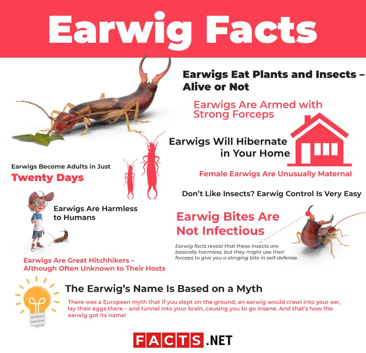 Top 10 Facts about Earwig - Diet, Lifespan, Habitat & More | Facts.net