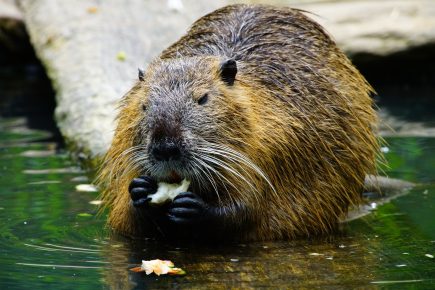 20 Facts about Beavers - Behaviors, Habitat, Senses & More | Facts.net