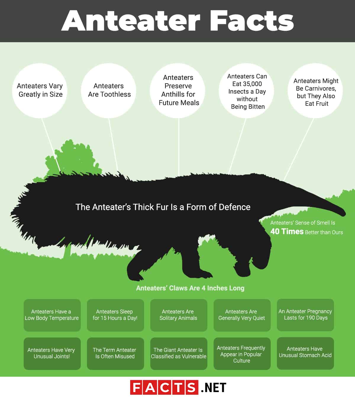 anteaters complete anatomy behavior and history