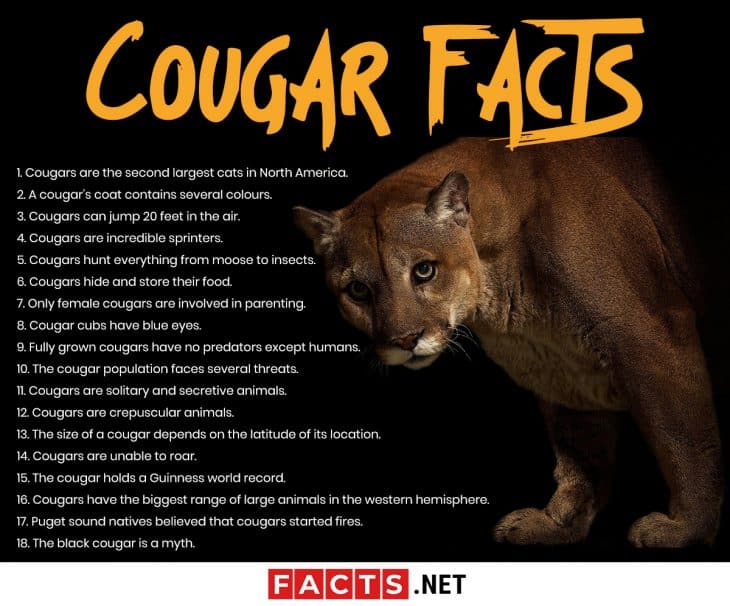 Top 18 Facts About Cougars Ability Behavior Diet More Facts