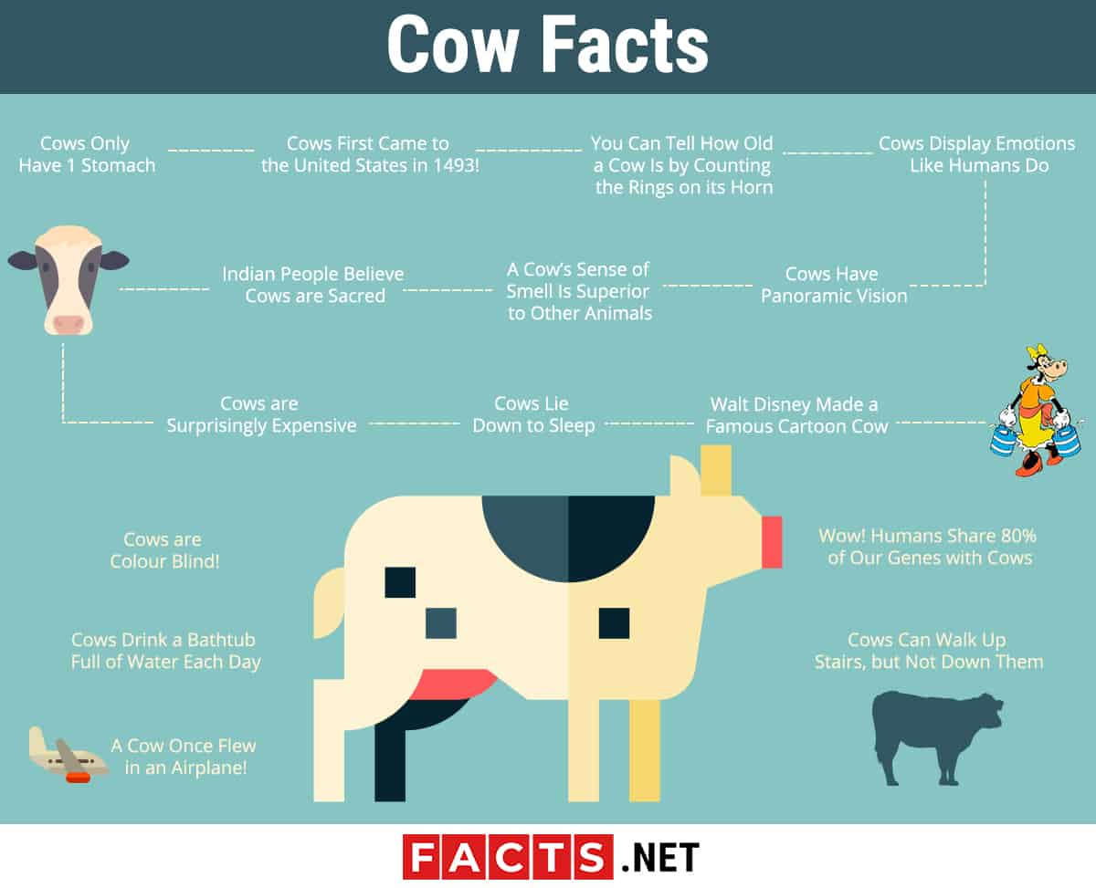 Cow Facts Biology Habitat Lifespan More Facts Net