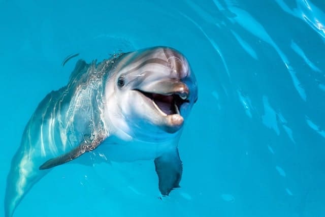 Top 16 Dolphin Facts - Types, Diet, Habitat, Sleep & More | Facts.net