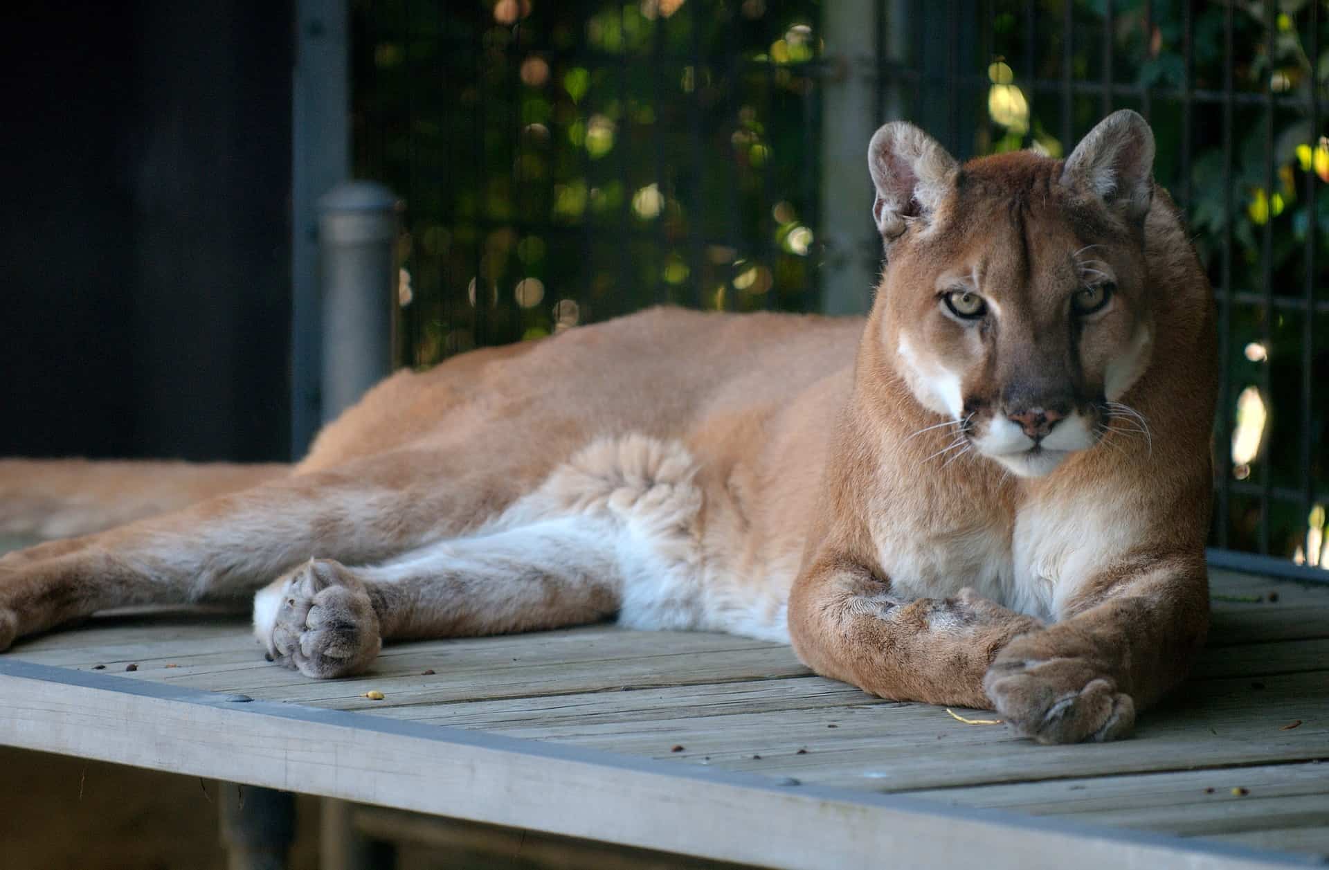 Facts about Cougars: Ability, Behavior, Diet & More