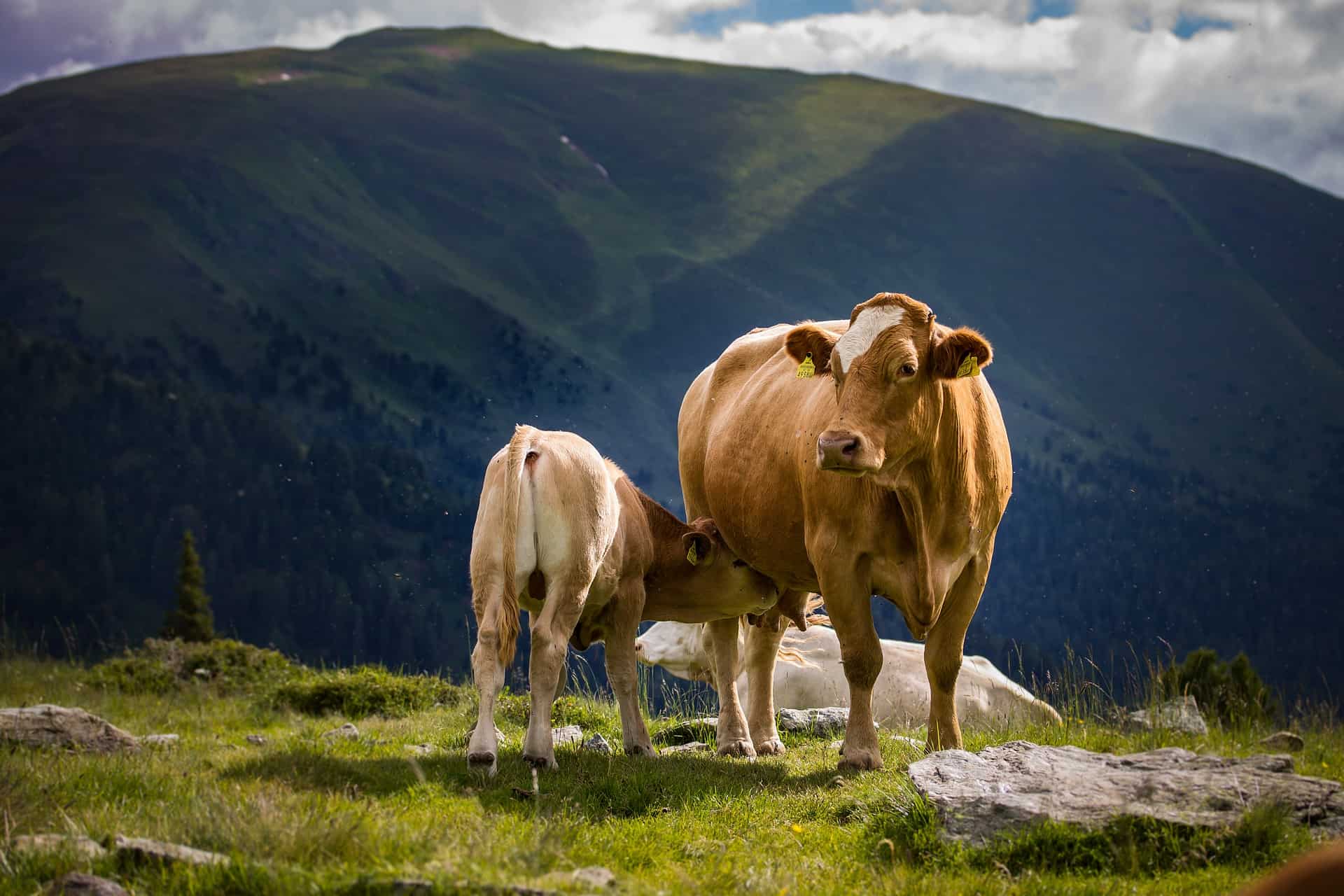 Top 15 Facts About Cows Biology Habitat Lifespan And More