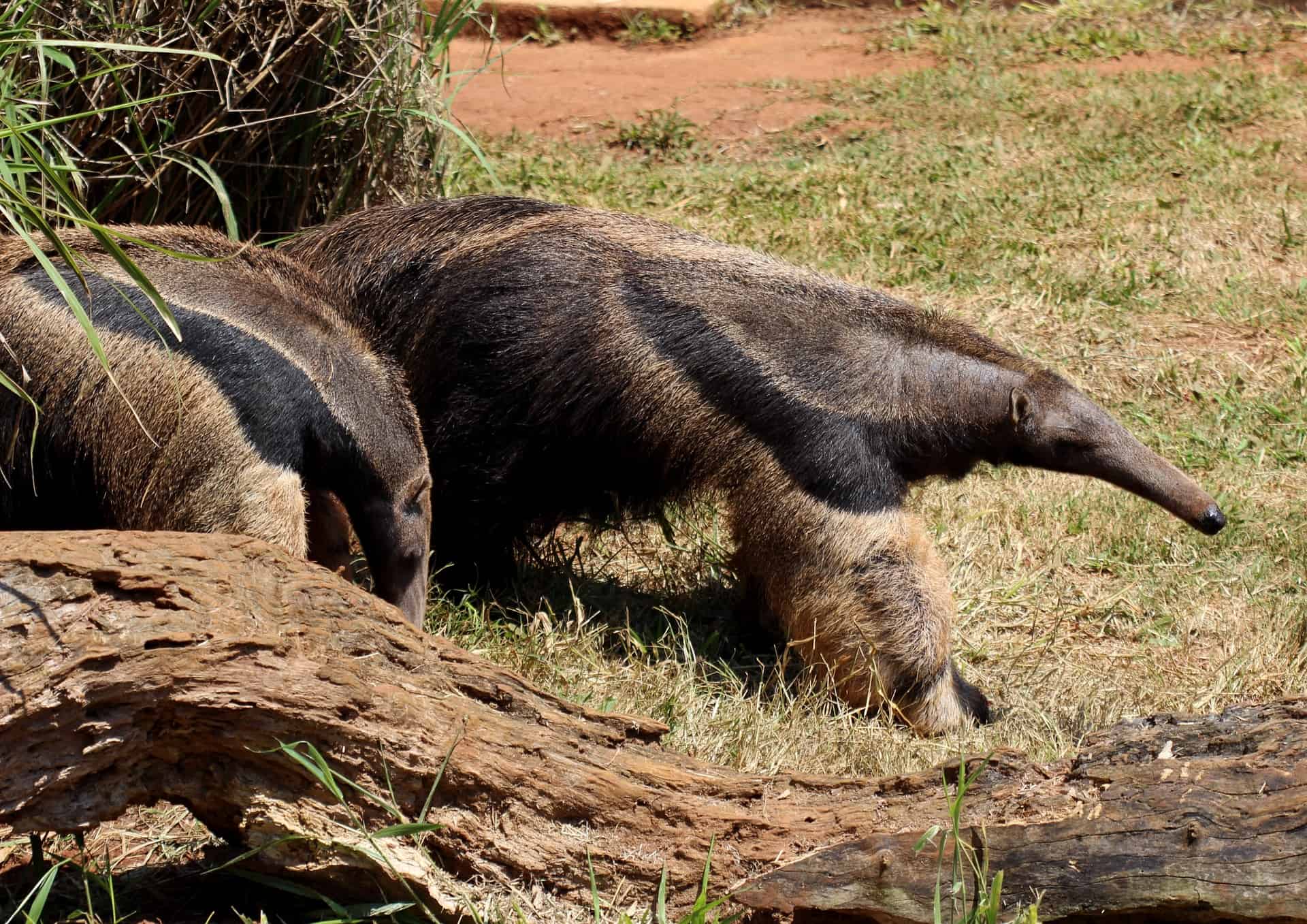 Top 18 Facts about Anteaters - Behavior, Diet, Digestion ...