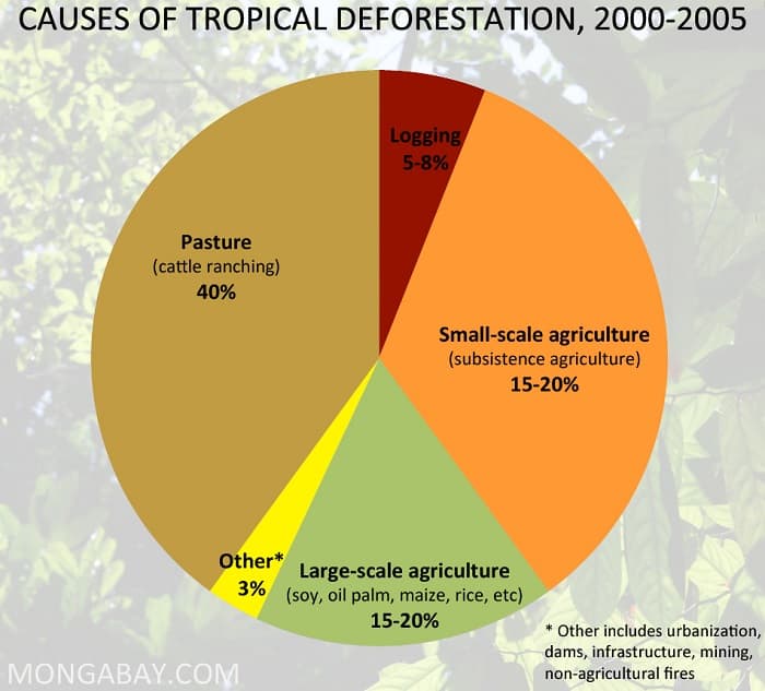 which case study shows deforestation why do you think so