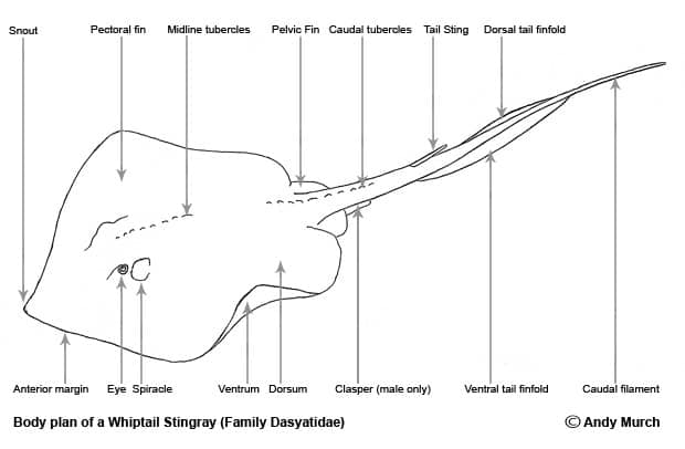 Stingray Body Parts