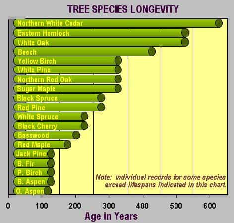 Tree Age Chart