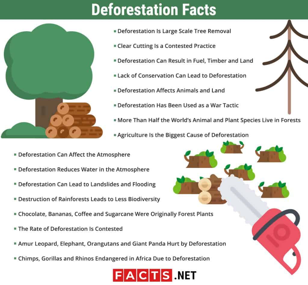 16 Deforestation Facts - Causes, Effects, Solutions & More | Facts.net