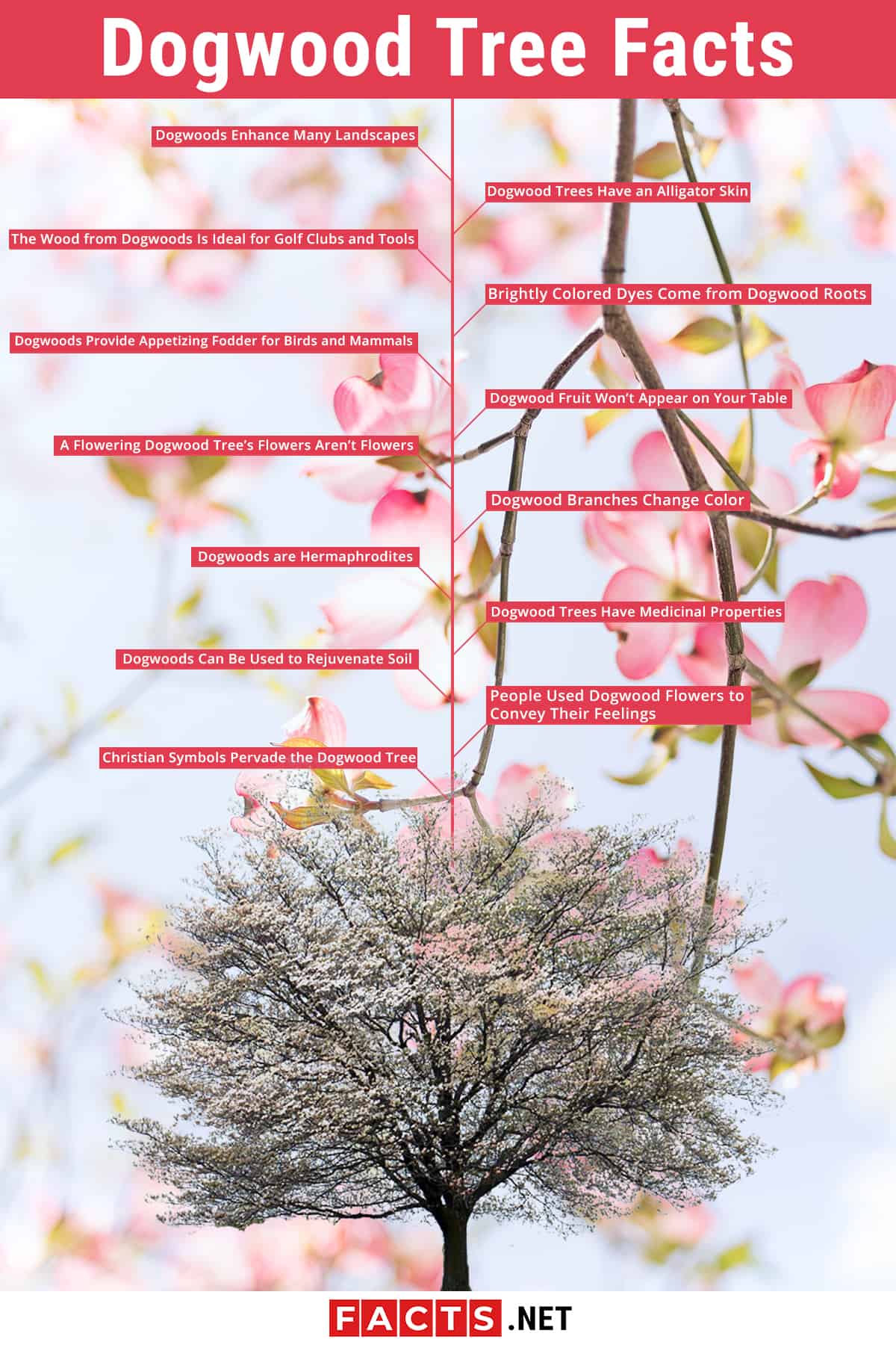 how much does a dogwood tree grow each year