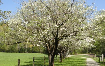13 Dogwood Trees Facts  Origin Symbolism Legends  More 