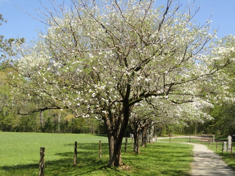 13-dogwood-trees-facts-origin-symbolism-legends-more-facts