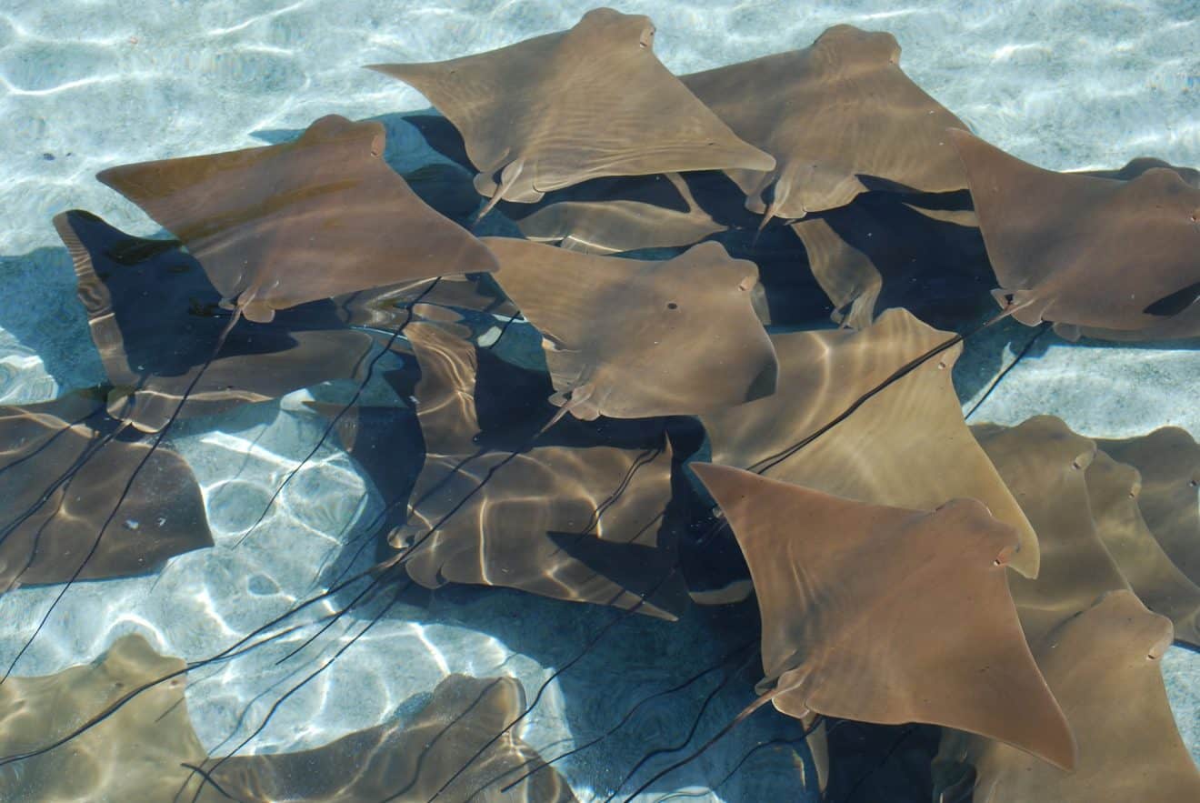 difference in stingray and manta ray
