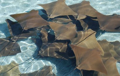 Top 15 Stingray Facts  Types Diet Migration  More 