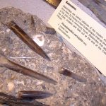 Belemnites, State Fossil of Delaware