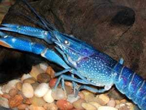 Lobster Facts - Top 15 Facts about Lobsters | Facts.net