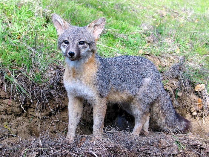 delaware state animal grey fox