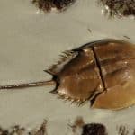 Horseshoe Crab