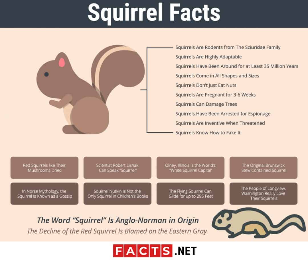 How Many Syllables Does Squirrel Have