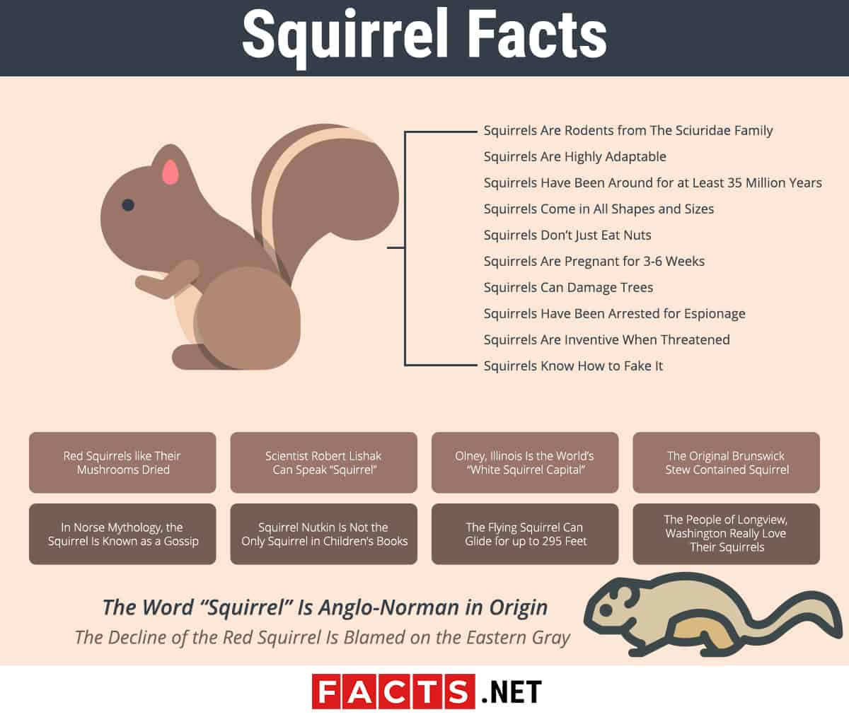 Top 20 Facts about Squirrels - Species, Behavior, Food & More | Facts.net