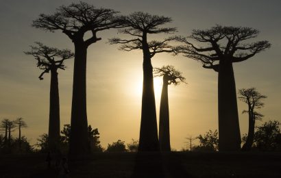 50 Madagascar Facts 