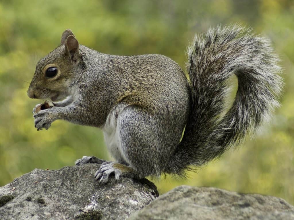 Top 20 Facts About Squirrels - Species, Behavior, Food & More | Facts.net